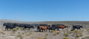 cattle drive, cattlewomen